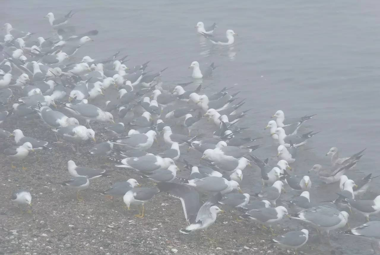 徒步石城岛偶遇海鸥群