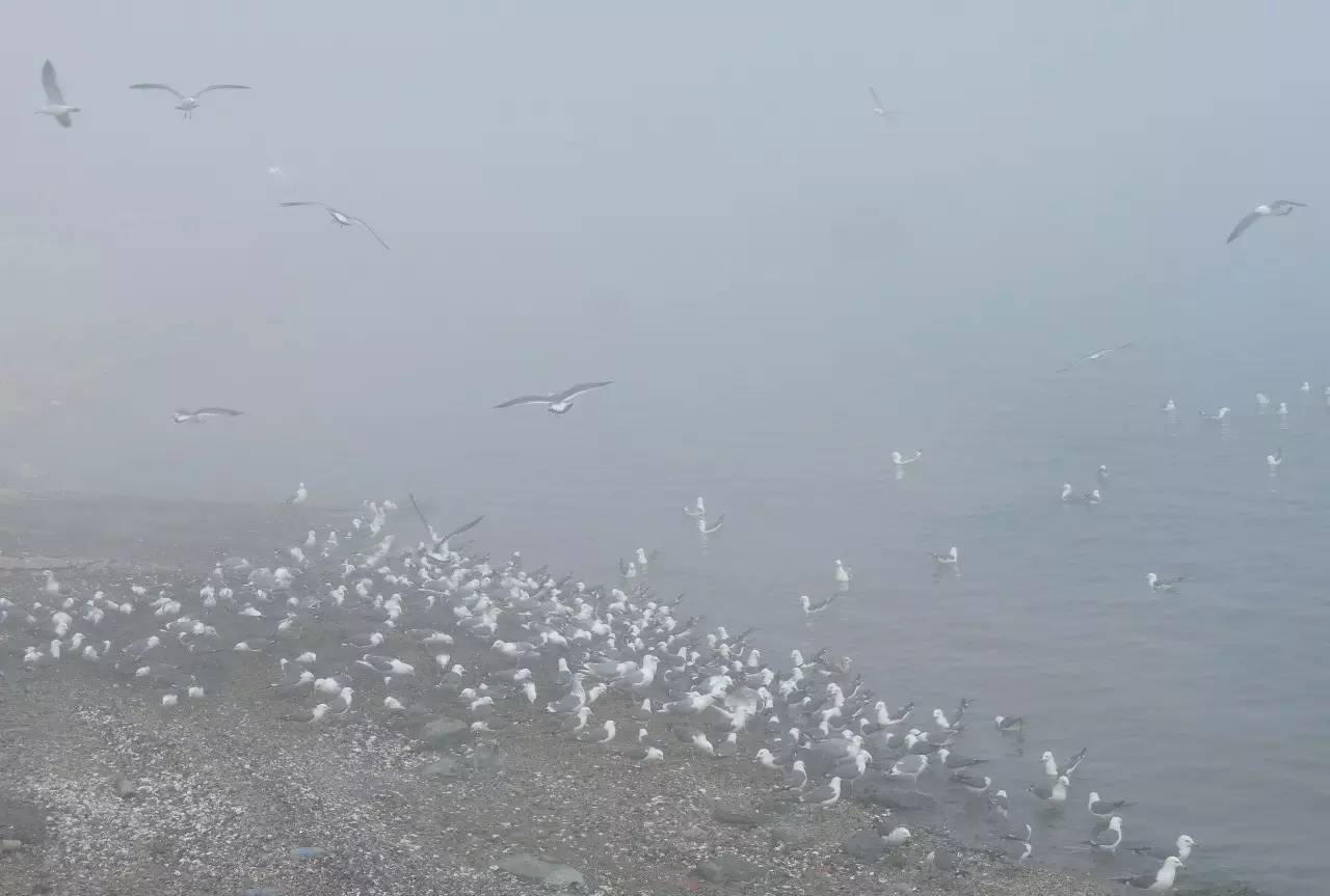徒步石城岛偶遇海鸥群