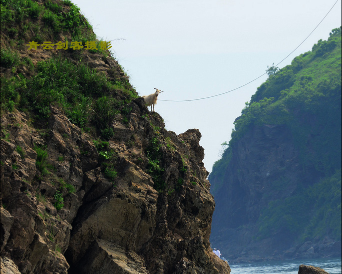 小长山岛一场山羊观摩的海钓赛事