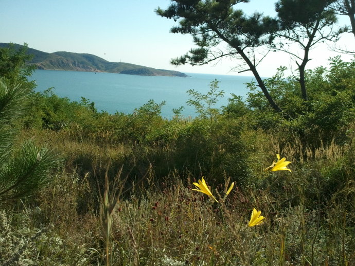 西中岛又叫海蜇岛