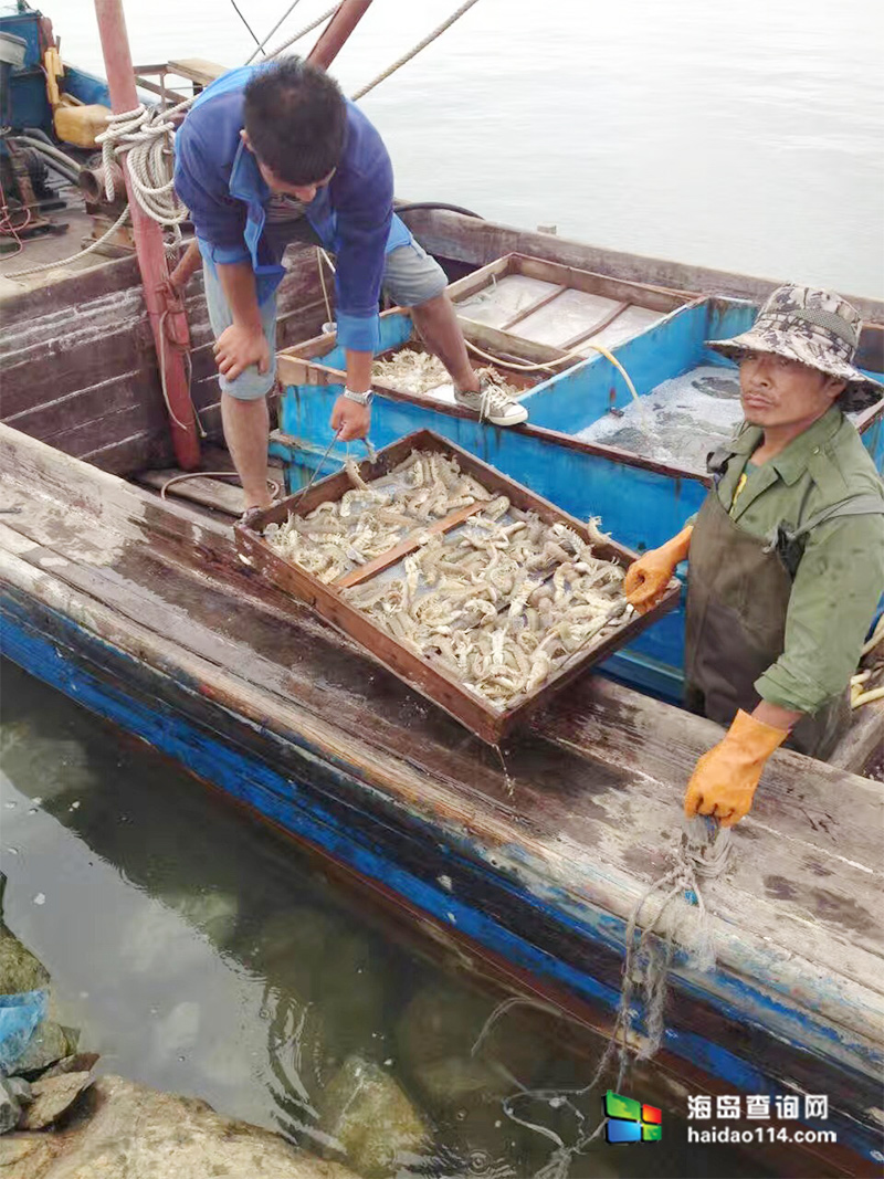 绥中东戴河当地渔民是如何捕捞皮皮虾（虾爬子）的？