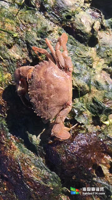 东戴河大富海鲜农家院 