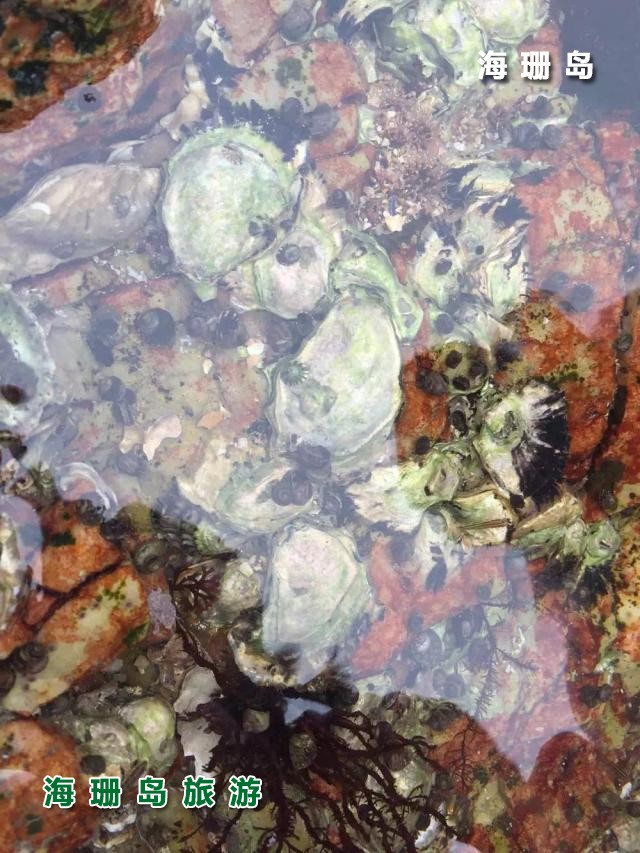 东戴河苹果园农家院  