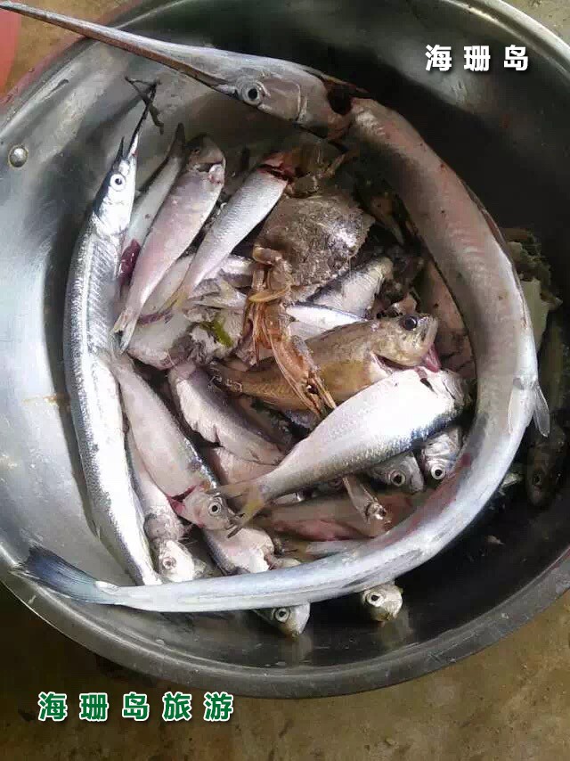 东戴河苹果园农家院  