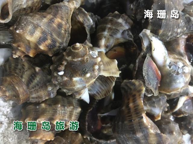 东戴河苹果园农家院  