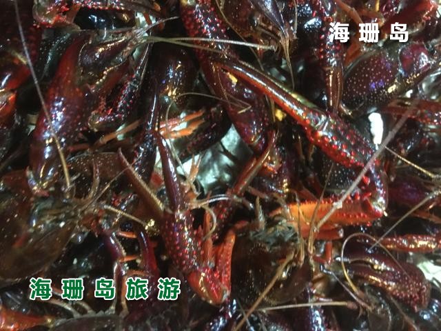 东戴河苹果园农家院  