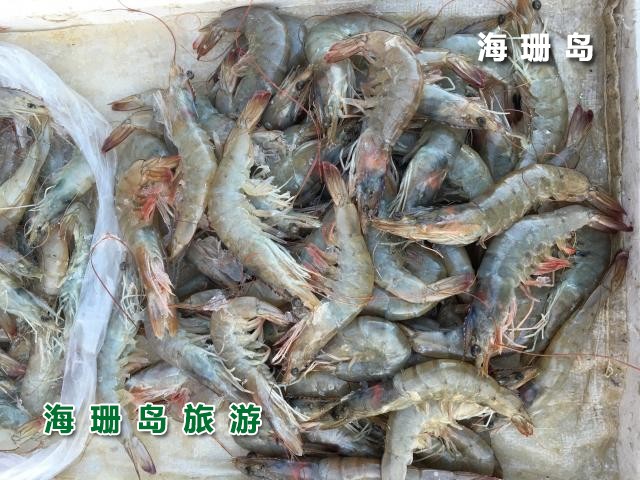 东戴河东颖农家院  