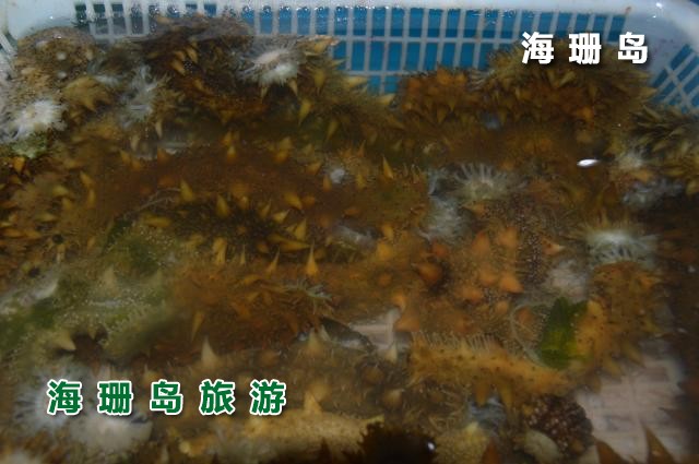 东戴河海恋渔家院  