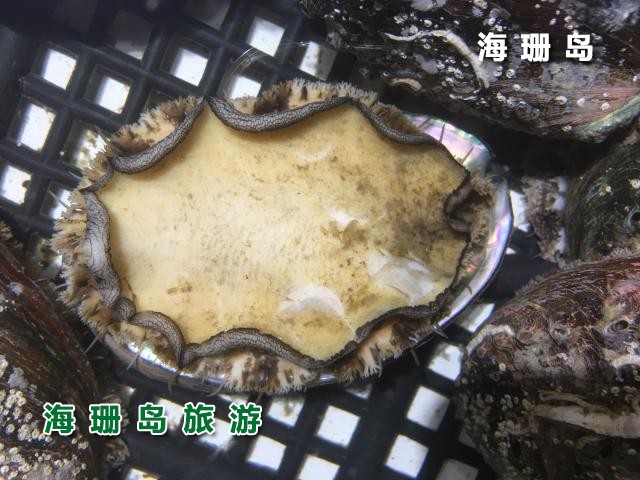 东戴河海恋渔家院  