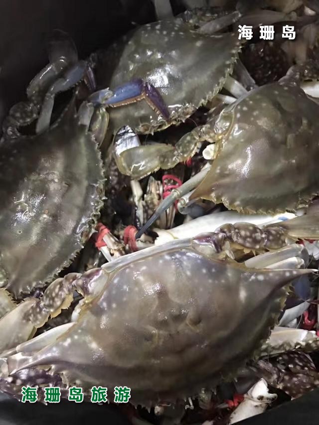 东戴河海恋渔家院  