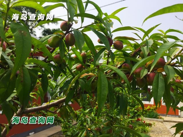 东戴河海岛农家院  