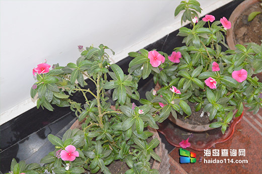 东戴河渔家小楼客栈 