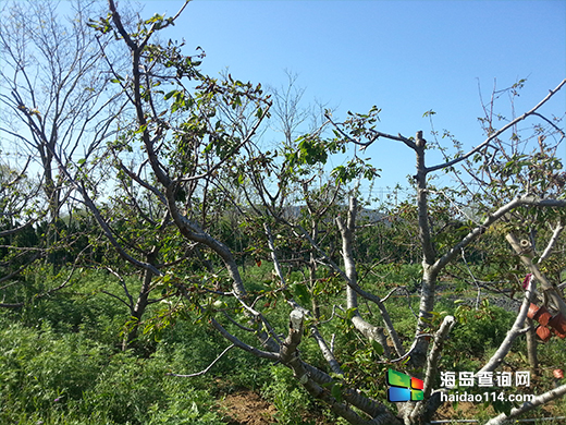 广鹿岛渔人部落度假村