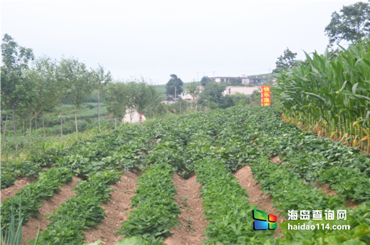 石城岛快乐渔家院