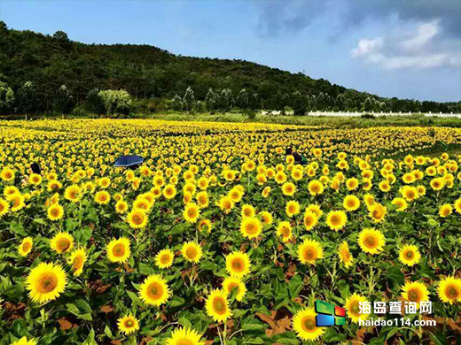 哈仙岛仙客来渔家院