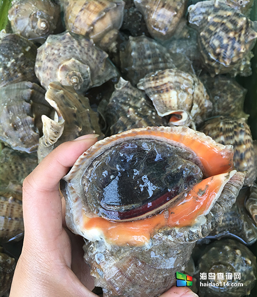 觉华岛海天雅园家庭宾馆