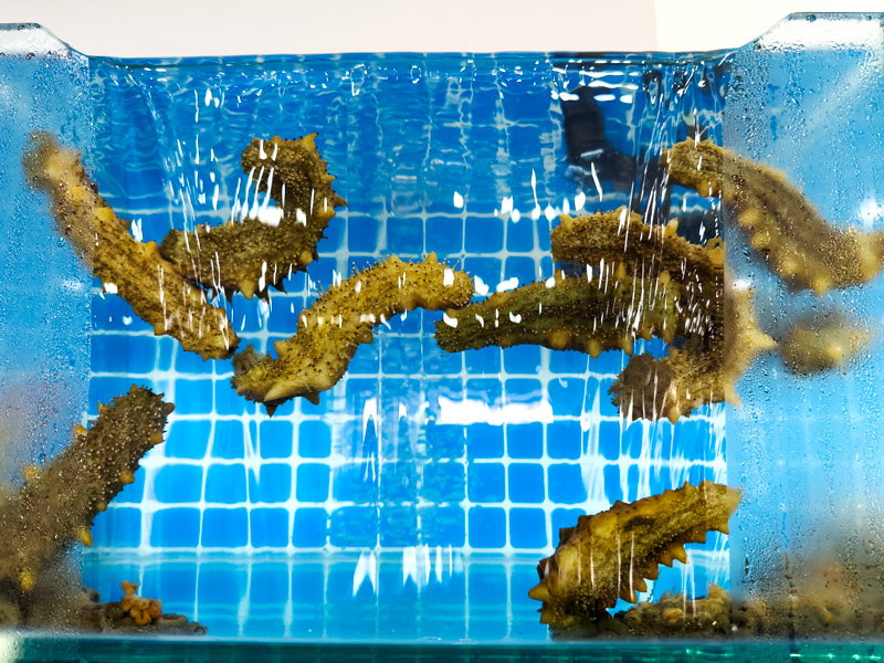 獐子岛观吉民宿