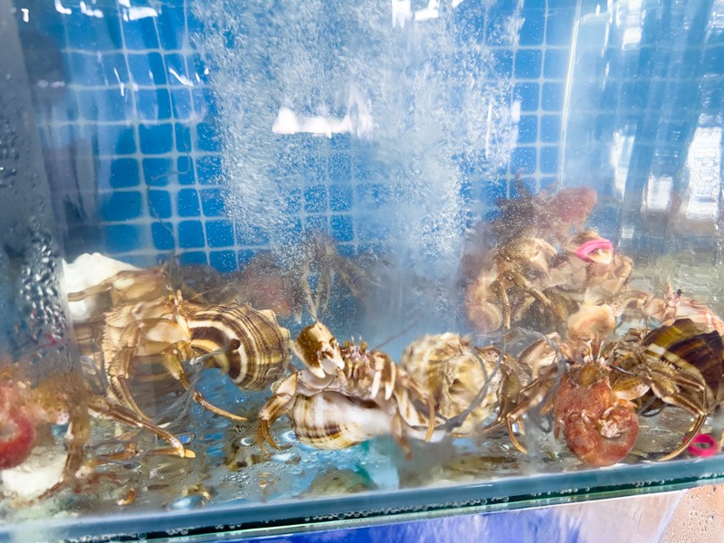 獐子岛观吉民宿