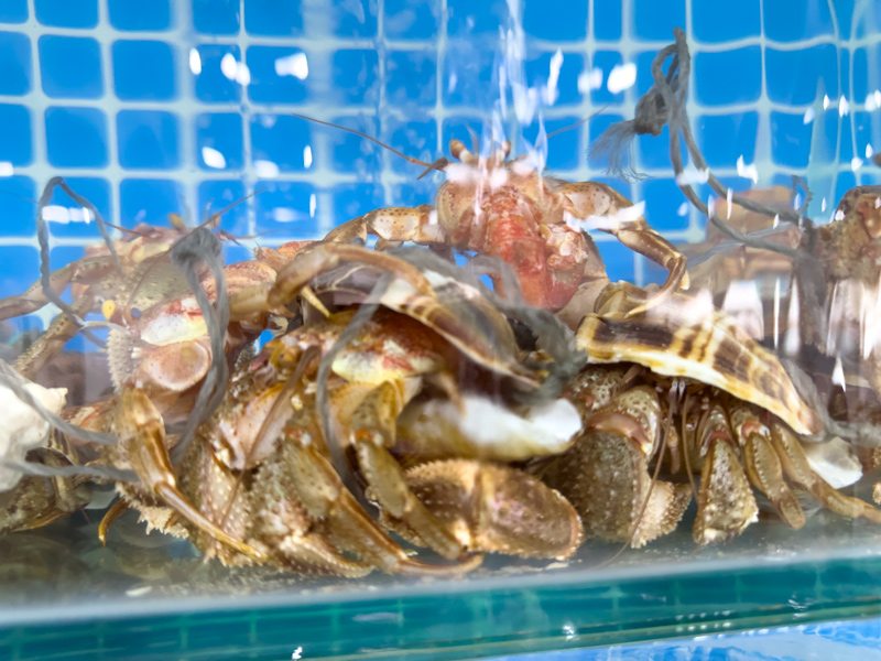 獐子岛观吉民宿