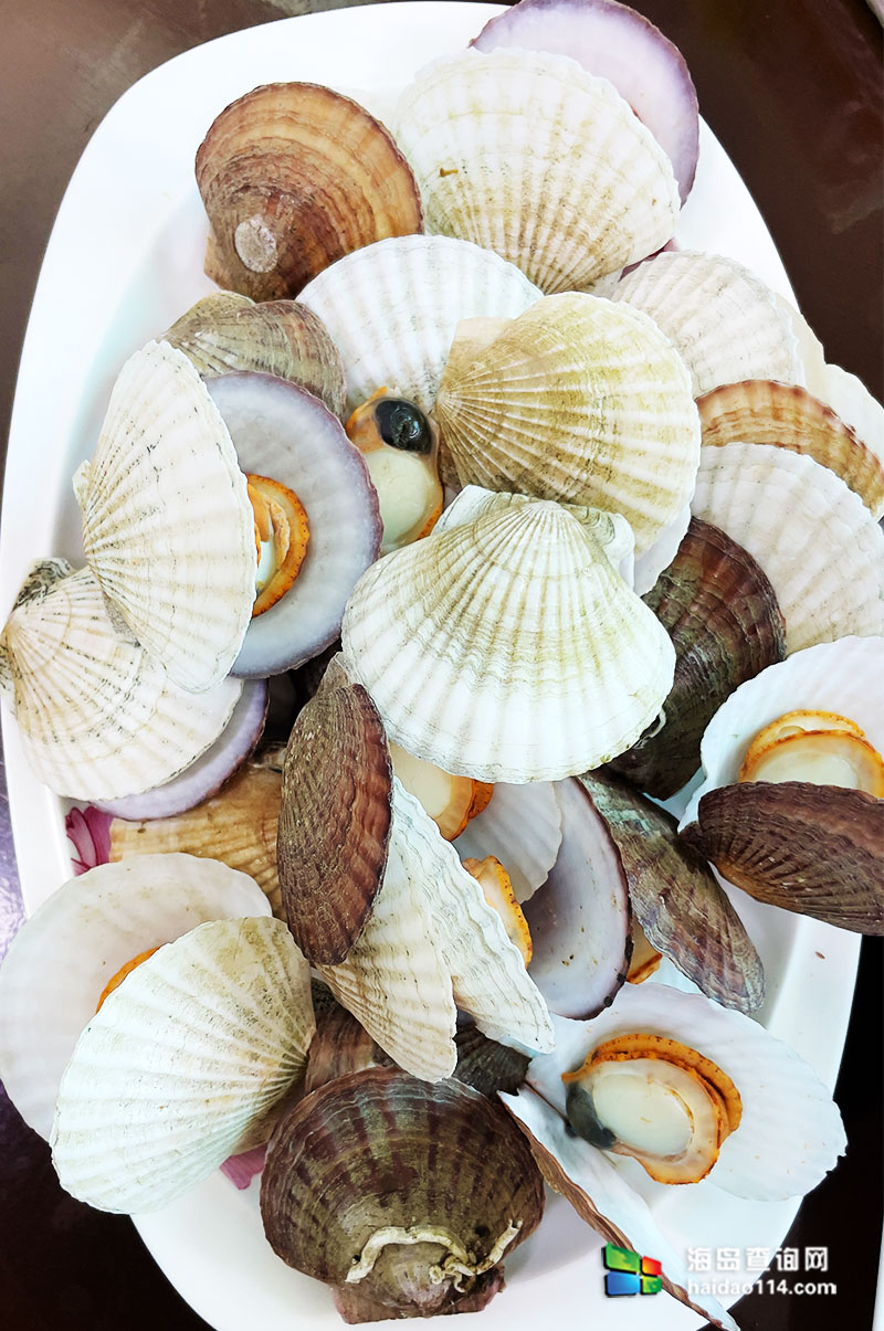 獐子岛英枝民宿