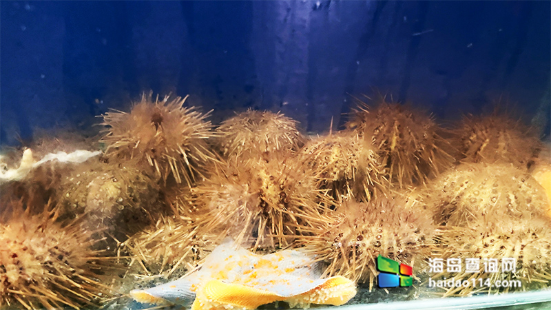 獐子岛英枝民宿