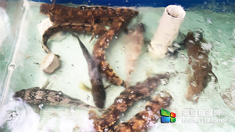 獐子岛英枝民宿