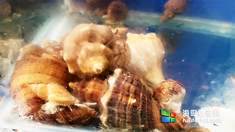 獐子岛英枝民宿