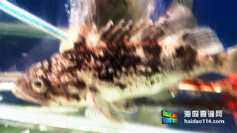 獐子岛英枝民宿