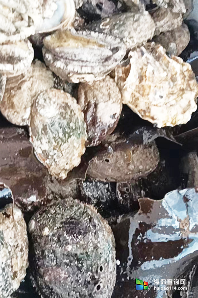 獐子岛英枝民宿