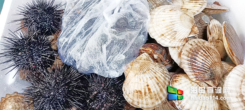 獐子岛英枝民宿