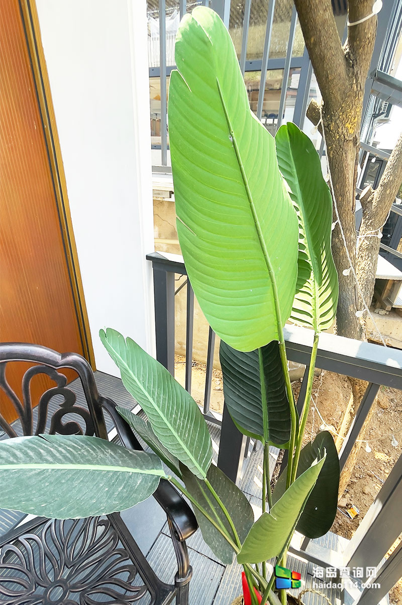 獐子岛红海哥民宿